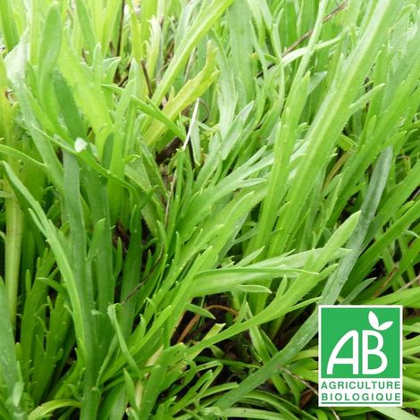 Plantain corne de cerf BIO/Godet