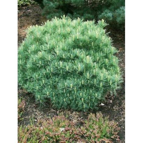 Pin Weymouth 'Minima' Pot de 7,5L/10L 40+cm