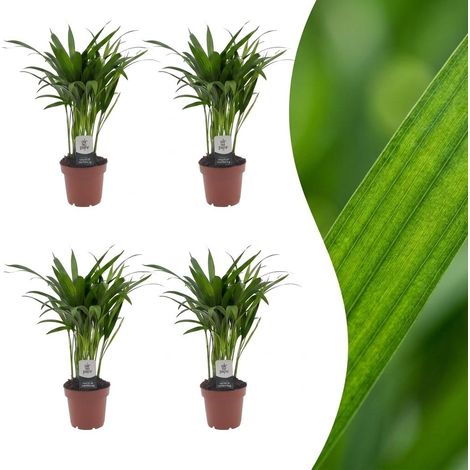 Palmier d'intérieur Areca Lutescens Plante verte dépolluante Lot de 4 Pot 12 cm Hauteur 45 cm (1/5)