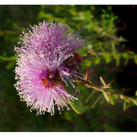 Semillas de Melaleuca Nesophila. Flor P�rpura. 5 Gramos