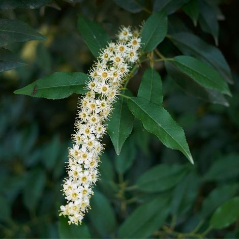 Laurier du Portugal à feuilles étroites - Prunus lusitanica Angustifolia en Pot 80/100cm (1/4)