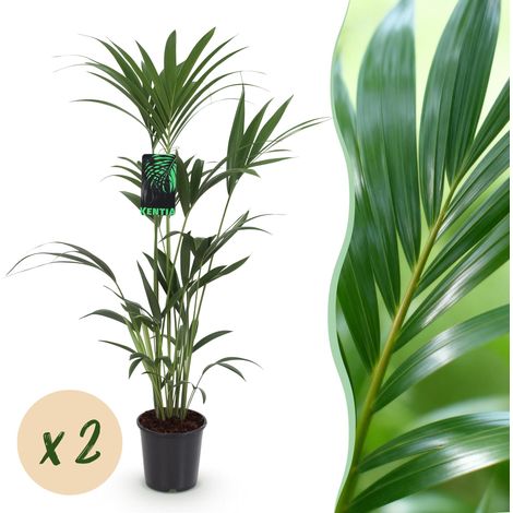 Palmier Kentia Howea Forsteriana Lot de 2 Plantes d'Intérieur Vert Pot 21cm 120-130cm - PANGIVO (1/5)