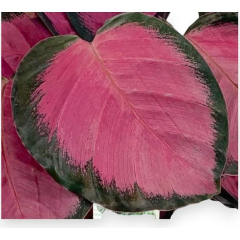 Gardenaria Calathea roseopicta 'Crimson' - Pianta da interno ornamentale - Altezza: 45 cm (vaso 14)