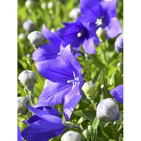 Platycodon 'Astra Blue' Pot de 2L/3L (1/2)