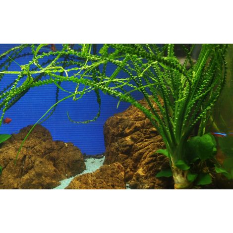 Aquarium Pflanze Crinum calamistratum Nr.094A