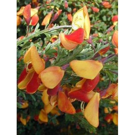Genêt 'Goldfinch' Pot de 2L/3L (1/2)