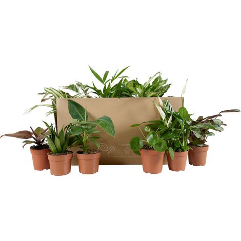Bloomique - Lot de 12 - Plante surprise - Mélange de plantes vertes - Plantes d'intérieur - Facile d'entretien - Purificateur d'air - Hauteur 25-50 cm - Pot 12 cm