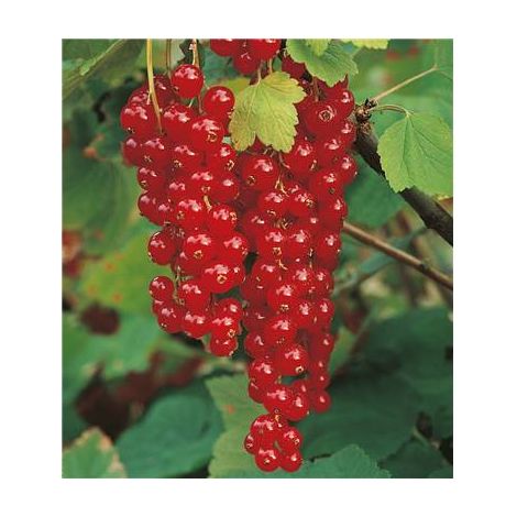 BUCKINGHAM® TAYBERRY - LE POT DE 1,5 L