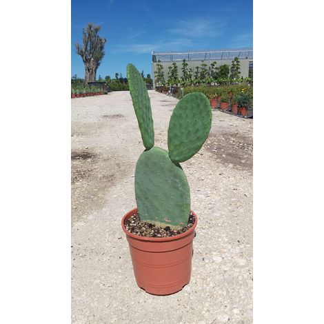 Figuier de Barbarie Opuntia Ficus-Indica Sans Épines Pot 24 cm Cactacée (1/5)