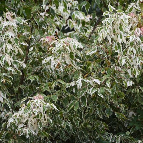 Érable champêtre - Acer campestre en Racines nues 60/80cm (1/4)