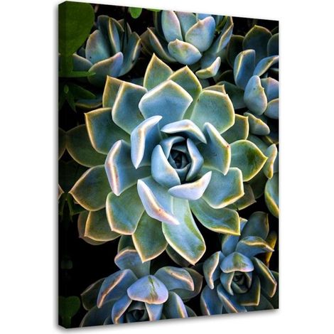 Tableau sur toile Plante de fleurs succulentes 60x90 (1/5)