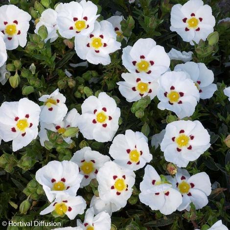 Ciste du Portugal 'Decumbens' Pot de 2L/3L (1/2)