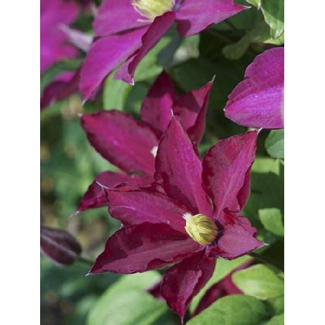 Clématite de Jackman 'Madame Edouard André' Pot de 2L/3L (1/2)