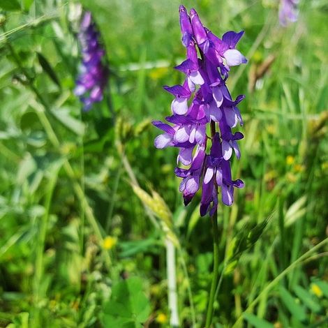 4 x Vesce - Vicia cracca - godet 9x9 cm (1/5)