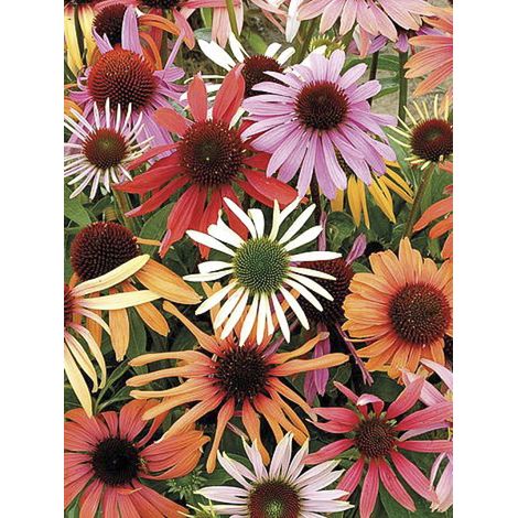 Rudbeckia 'Magic Box' le sachet de 20 graines (1/2)
