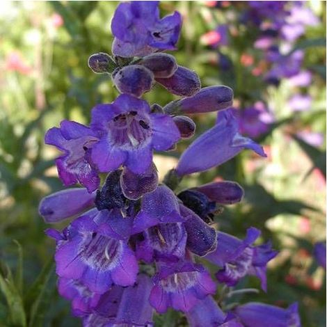 Penstemon Russian River/Godet - 5/20 cm (1/5)