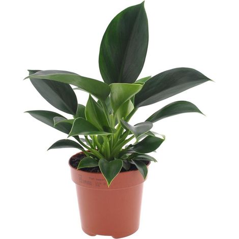 Philodendron Green Princess plante d’intérieur feuillage brillant pot 12 cm hauteur 25 cm - PANGIVO (1/4)