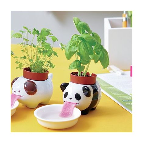 Pot Basilic Peropon Panda