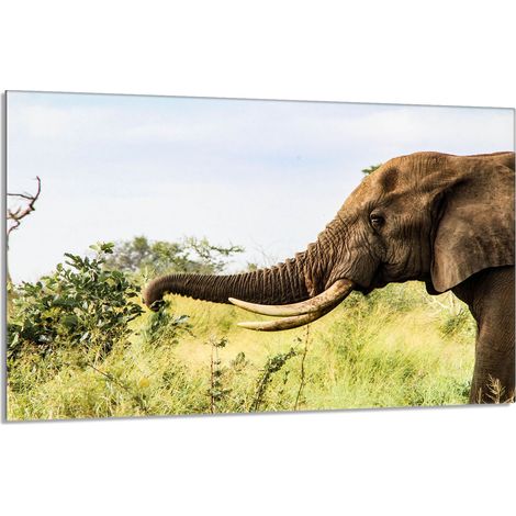 Placa protectora de vidrio para estufa 80x52 Elefante (1/5)