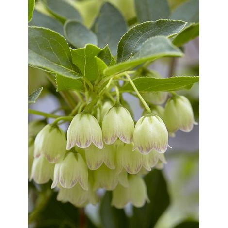 Andromède campanulée 'Pretty Coat' Pot de 2L/3L (1/3)