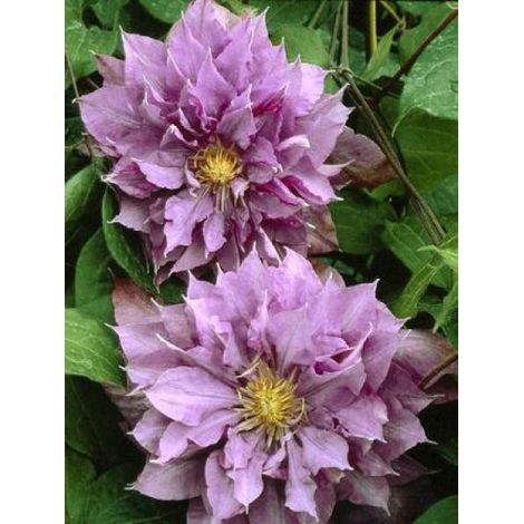 Clématite 'Vyvyan Pennell' Pot de 2L/3L