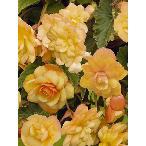 Bégonia 'Apricot Shades Improved F1' le sachet de 25 graines (1/2)