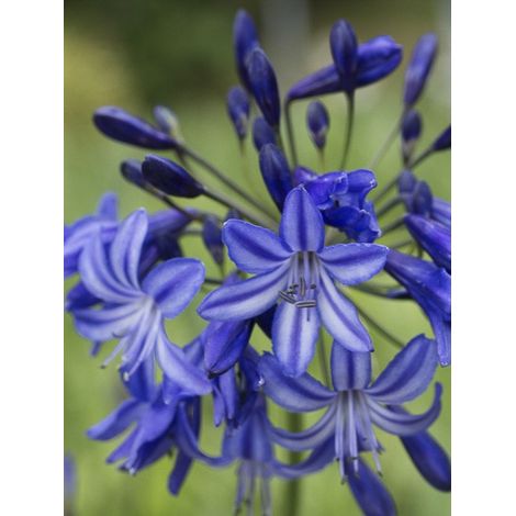 Agapanthe 'Northern Star' Pot de 2L/3L