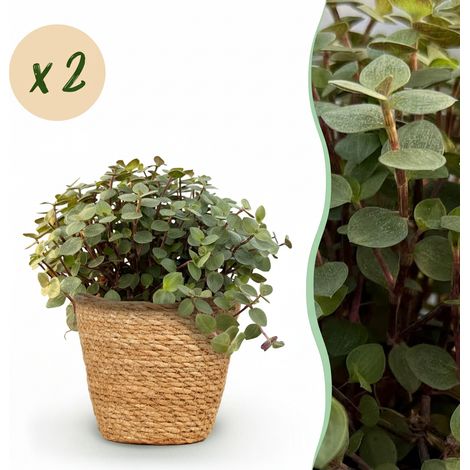 Lot de 2 Plantes d'Intérieur Calissia repens Herbe à Chat avec Panier Pot 12cm Vert 17-20cm - PANGIVO (1/5)