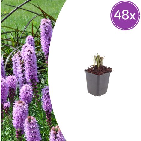 48 Liatris spicata Liatride à épis Plante Vivace Fleurs Rose Violacé Hauteur 10-25 cm Pot Ø9 cm - PANGIVO (1/5)