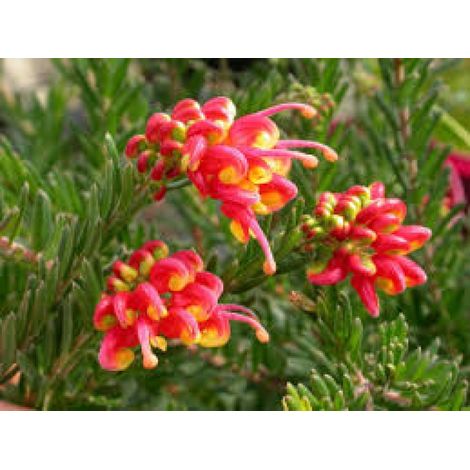 Grevillea Fireworks v24