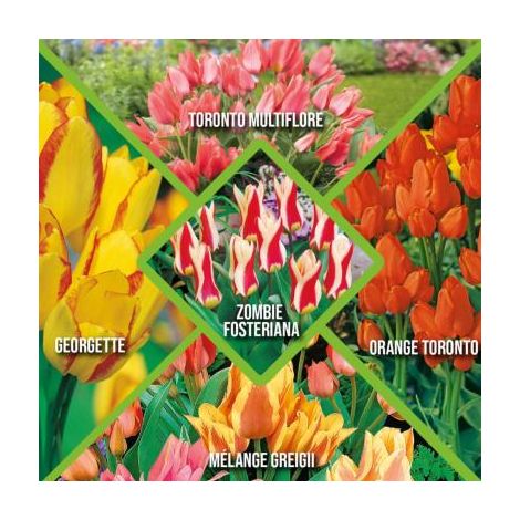 30 Tulipes Botaniques et Plurilores