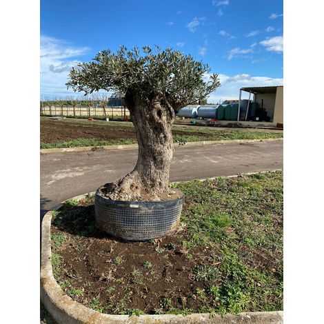 Albero di Ulivo  Secolare FOTO REALI ritiro in zona Altamura (BA)