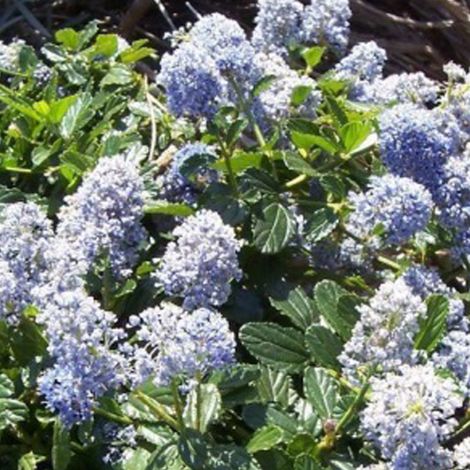 Lilas de Californie  - Ceanothus 'Edinburgh'  - 30-40 cm pot (1/4)