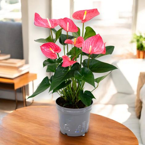 Gardenaria Anthurium 'Karma pink' - Pianta da interno ornamentale - Altezza: 65 cm (vaso 17) (1/5)