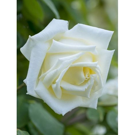 Rosier moderne 'Paul's Lemon Pillar' Racines nues en motte (1/2)