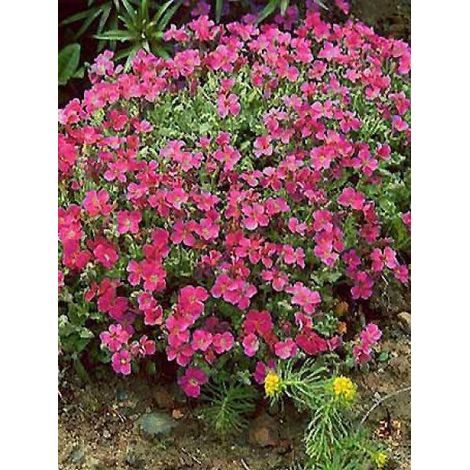 Aubriète 'Cascade Red' Pot de 2L/3L (1/2)