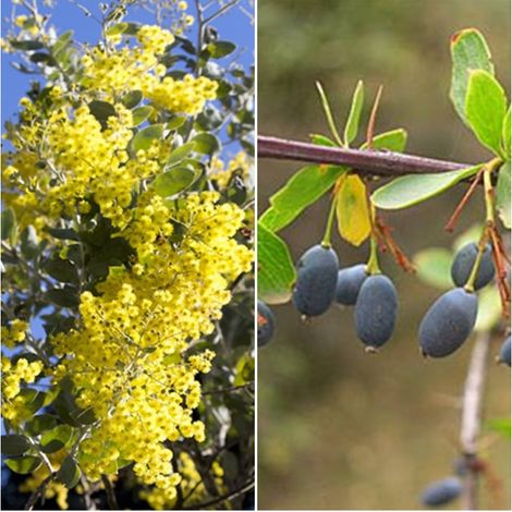 Semillas de Agracejo Andaluz. Berberis Bulgaris. 50 Gramos