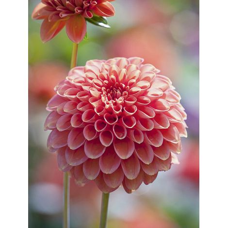 Dahlia pompon 'Zundert Mystery Fox' Bulbe calibre I