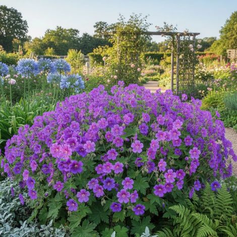 Géranium vivace Rozanne® 'Gerwat'/Pot de 3L - Touffe