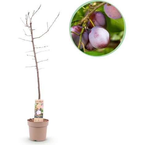 Prunier Prunus domestica Opal Arbre Fruitier Prunes Rouge-Violet Pot Ø21cm Hauteur 90cm - PANGIVO (1/4)