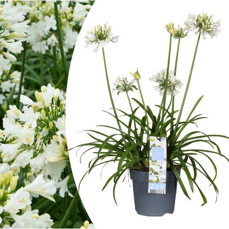 Agapanthe Everwhite - Lys du Nil à Fleurs Blanches - Plante de Jardin et Terrasse - Pot 23 cm - PANGIVO