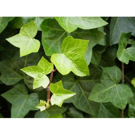 Edera comune "Hedera helix" 3 piante rampicanti sempreverdi in vaso 8x8 cm (1/5)