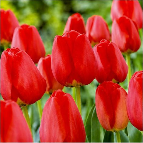 Tulipe Apeldoorn Sgaravatti 5 bulbes rouges, grande tulipe de printemps idéale pour massifs colorés - 618066 (1/3)