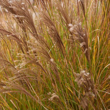 Roseau de Chine Adagio' - Miscanthus sinensis Adagio' godet 9cm