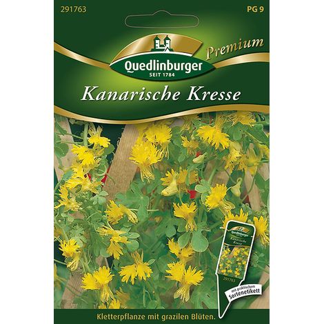 Quedlinburger Saatgut – Capucine des Canaries – Graines de fleurs, fleurs jaunes frangées, plante grimpante, jusqu'à 400 cm