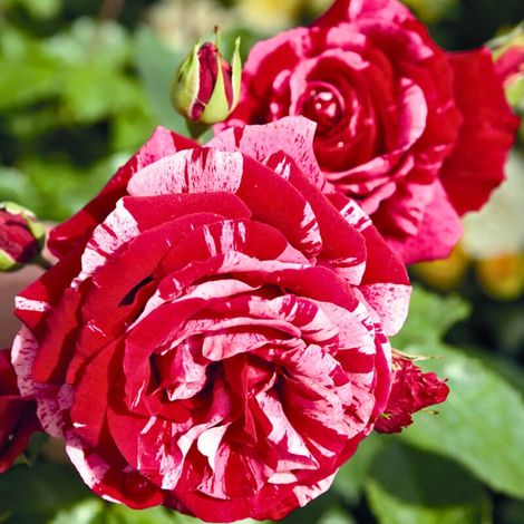 Gardenaria Rosa 'Deep impression' - Rosa da giardino - Altezza: 40/50 cm (vaso20) (1/3)