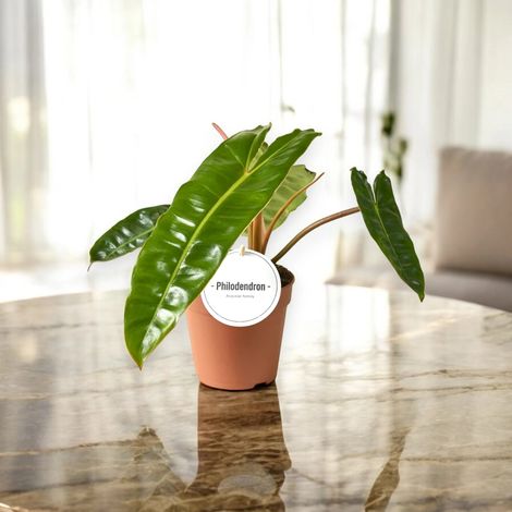 Gardenaria Philodendron billetiae - Pianta da interno ornamentale - Altezza: 30 cm (vaso 12) (1/4)