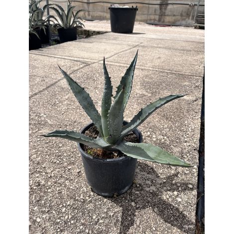 AGAVE AMERICANA POT 18 (1/4)