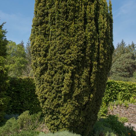 If commun Black Tower - Taxus baccata Black Tower 25/35cm Pot 2,5L