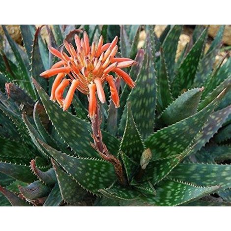 Aloe saponaria - aloe saponaria - vaso quadro 9x9x10 cm (1/2)